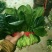 山东省菏泽市单县黑叶菠菜直销中箱装打捆，现挖现发