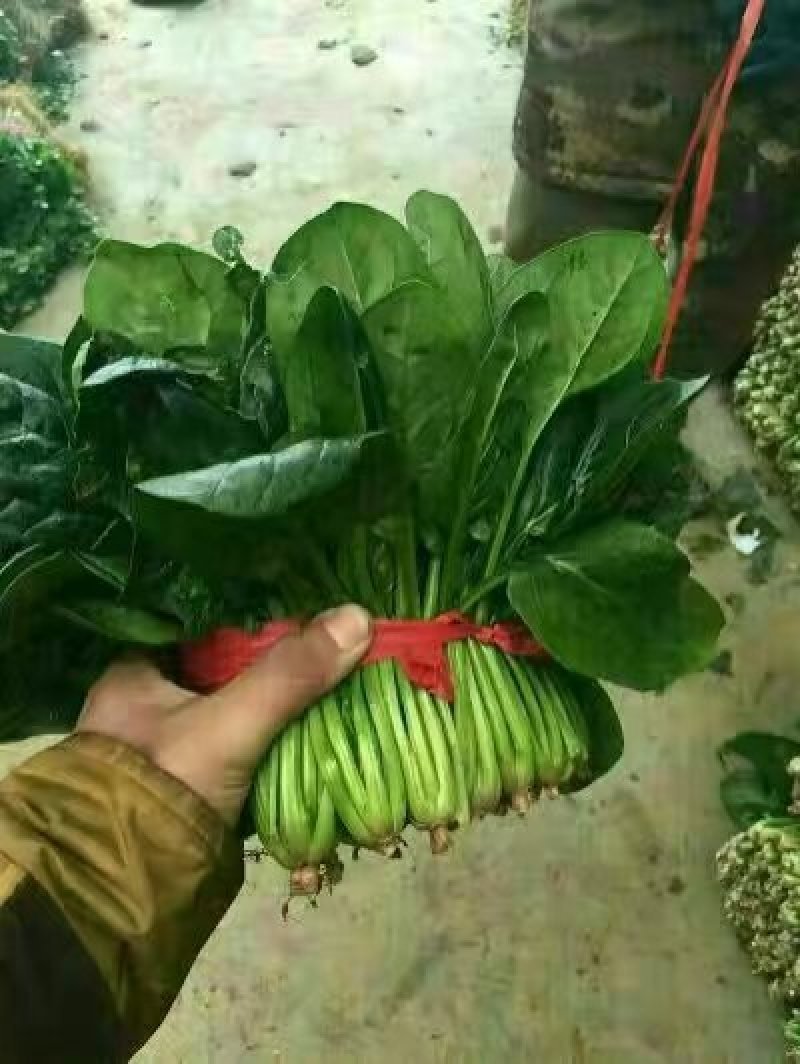 山东省菏泽市单县黑叶菠菜直销中箱装打捆，现挖现发