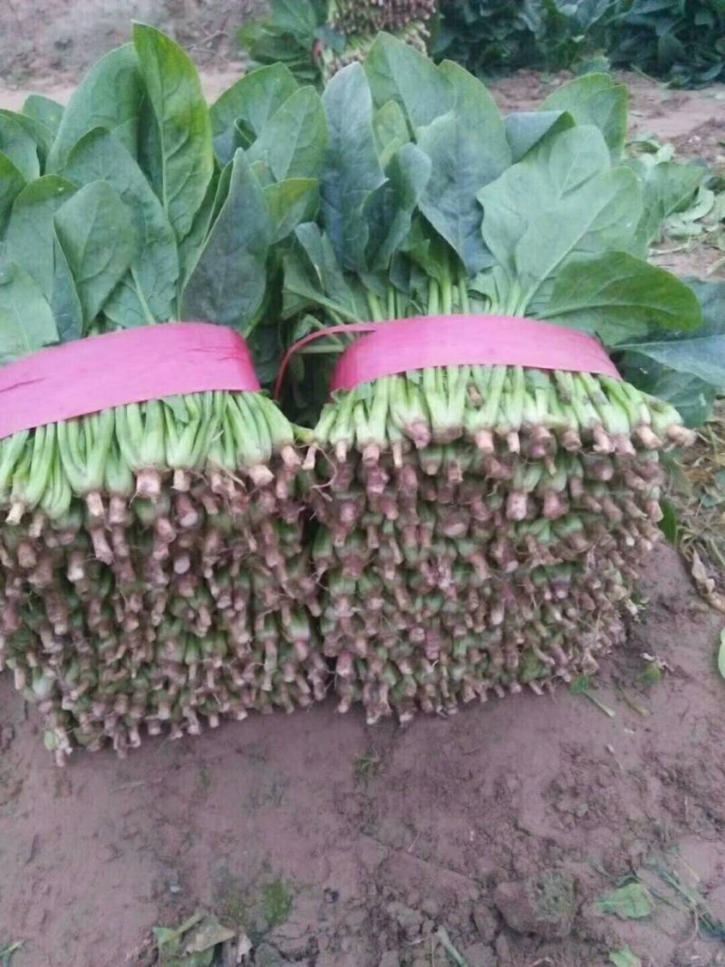 山东省菏泽市单县黑叶菠菜直销中箱装打捆，现挖现发