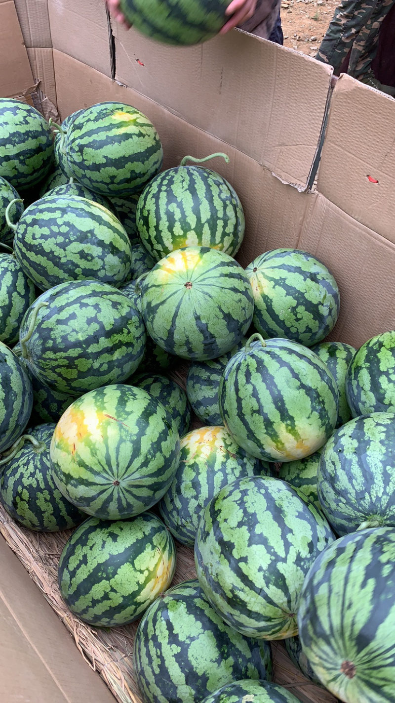 甜王，露天西瓜，甜度好，皮毛亮，货源充足，