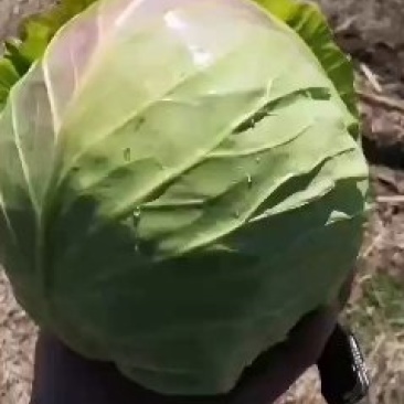 甘蓝