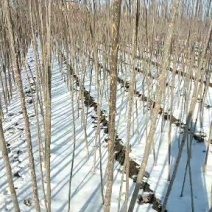 杨树苗