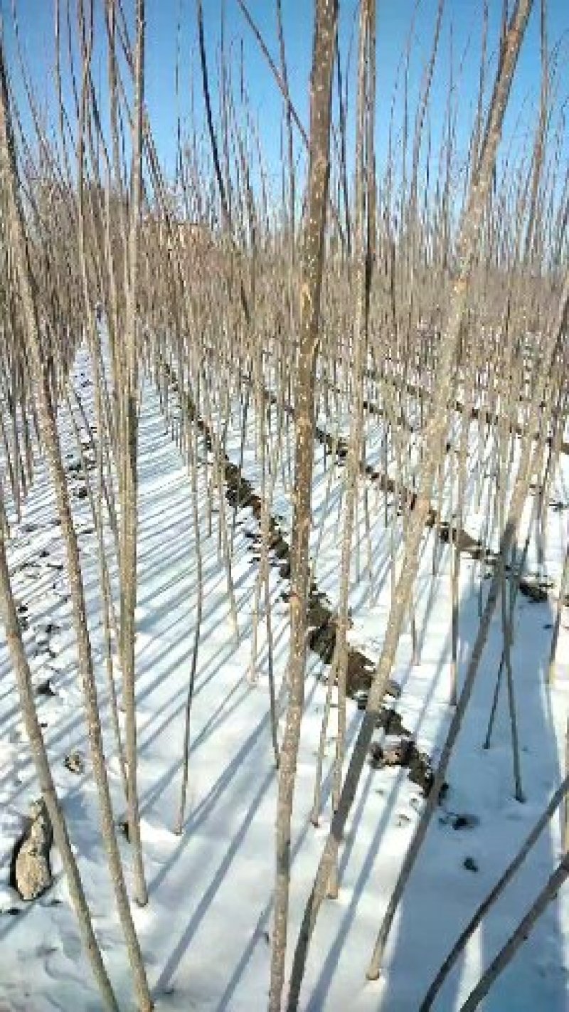 杨树苗