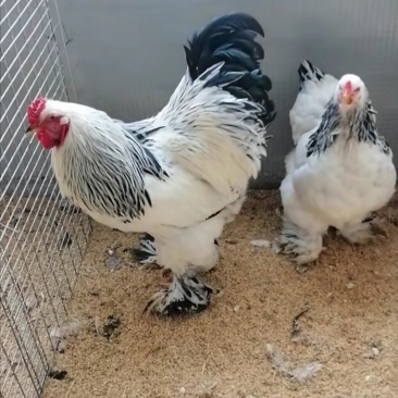 元宝鸡婆罗门鸡特种养殖
