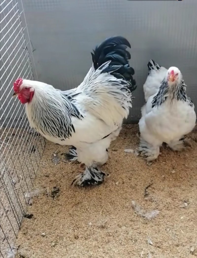 元宝鸡婆罗门鸡特种养殖