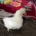 元宝鸡婆罗门鸡特种养殖