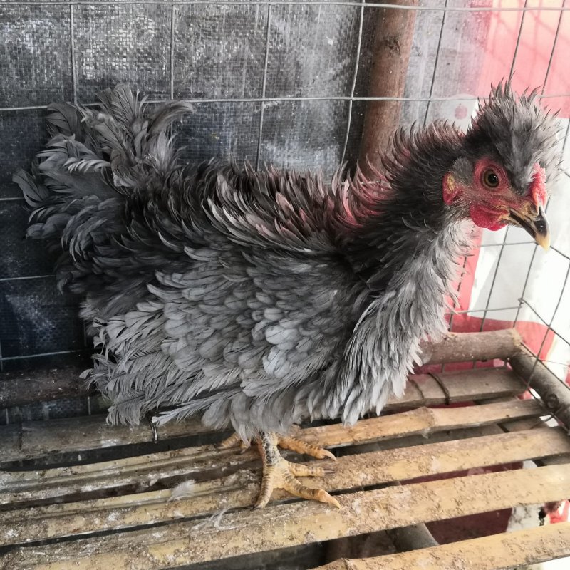 元宝鸡婆罗门鸡特种养殖