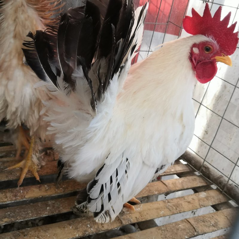 元宝鸡婆罗门鸡特种养殖