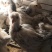 元宝鸡婆罗门鸡特种养殖