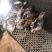 元宝鸡婆罗门鸡特种养殖
