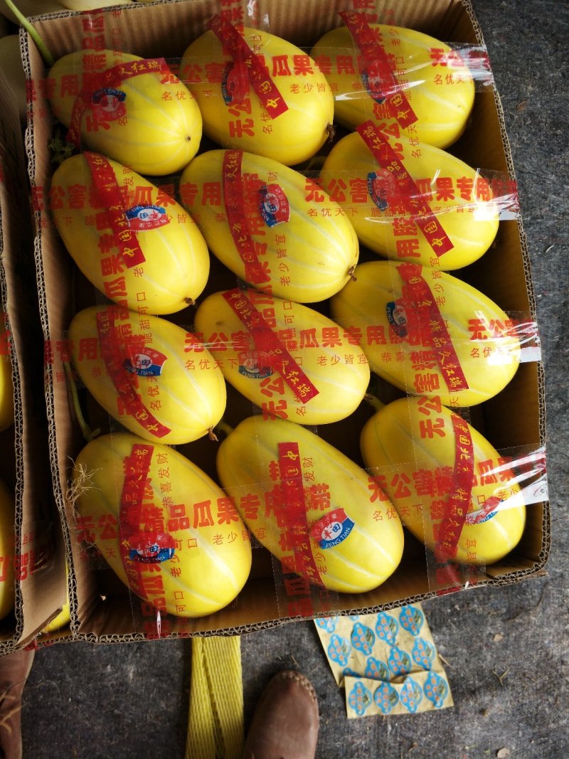 丰田香瓜当地特产1.5斤以上，口感非常香甜润滑