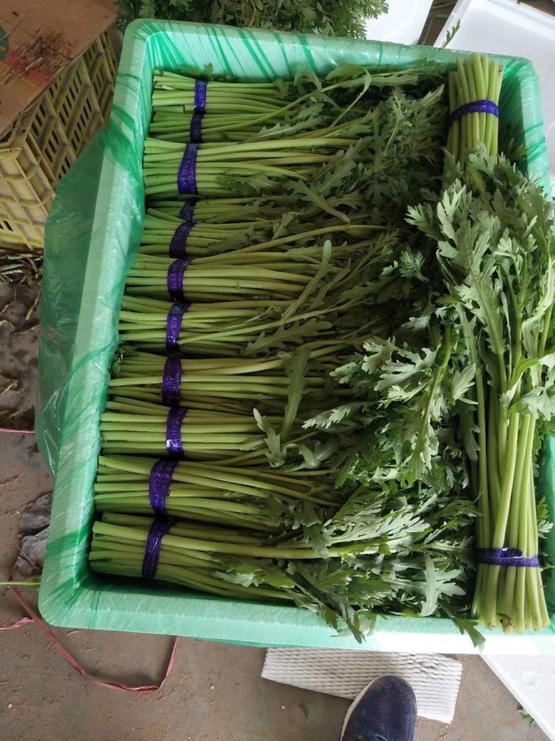 精品茼蒿，一年四季大量供应，以及各种精品叶菜，需要联系我