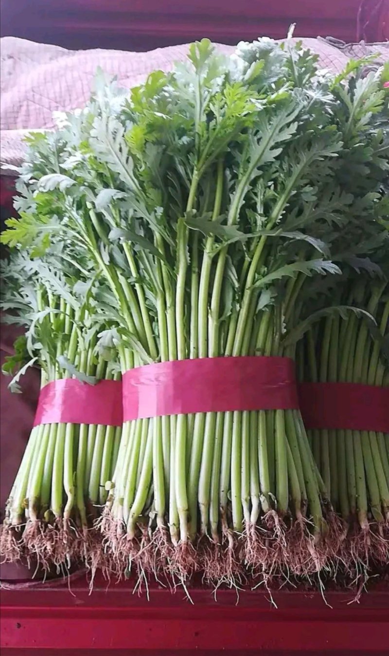 精品茼蒿，一年四季大量供应，以及各种精品叶菜，需要联系我