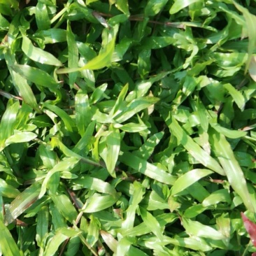 大叶油草