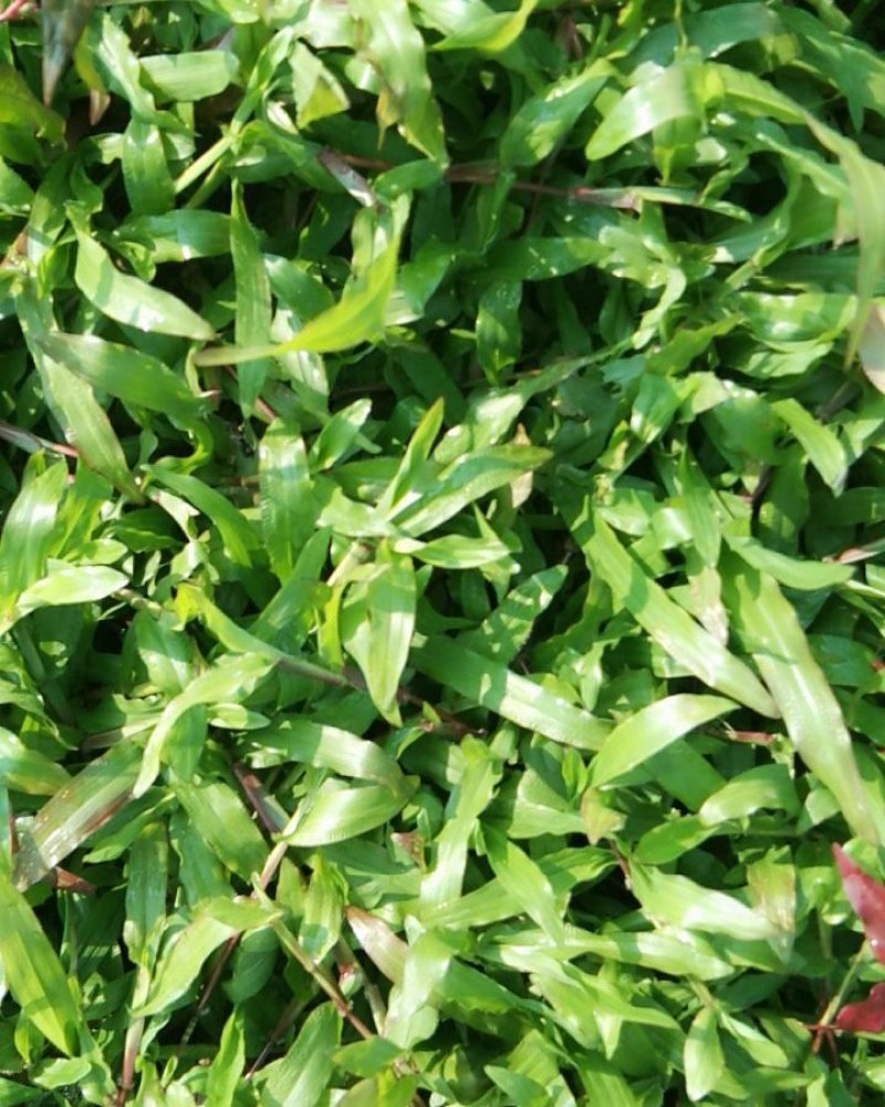 大叶油草
