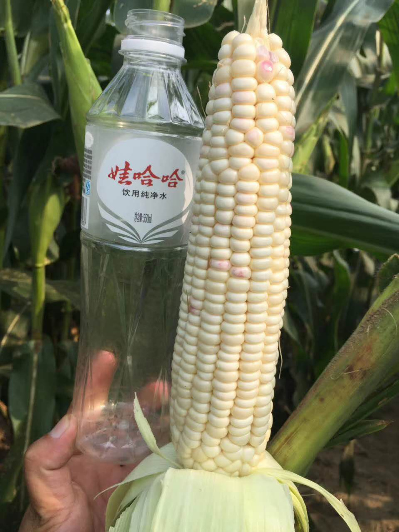 中茂加甜糯11甜糯玉米皮薄无渣耐运输香甜500g