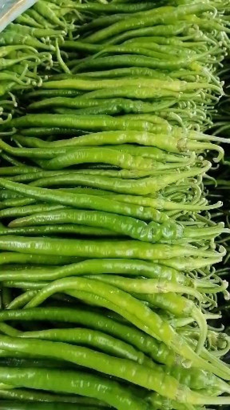精品线椒，量大从优！保质保量！可视频看货，也可实地考察！