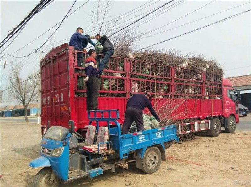 冬枣树苗基地直供成活率高诚信商家