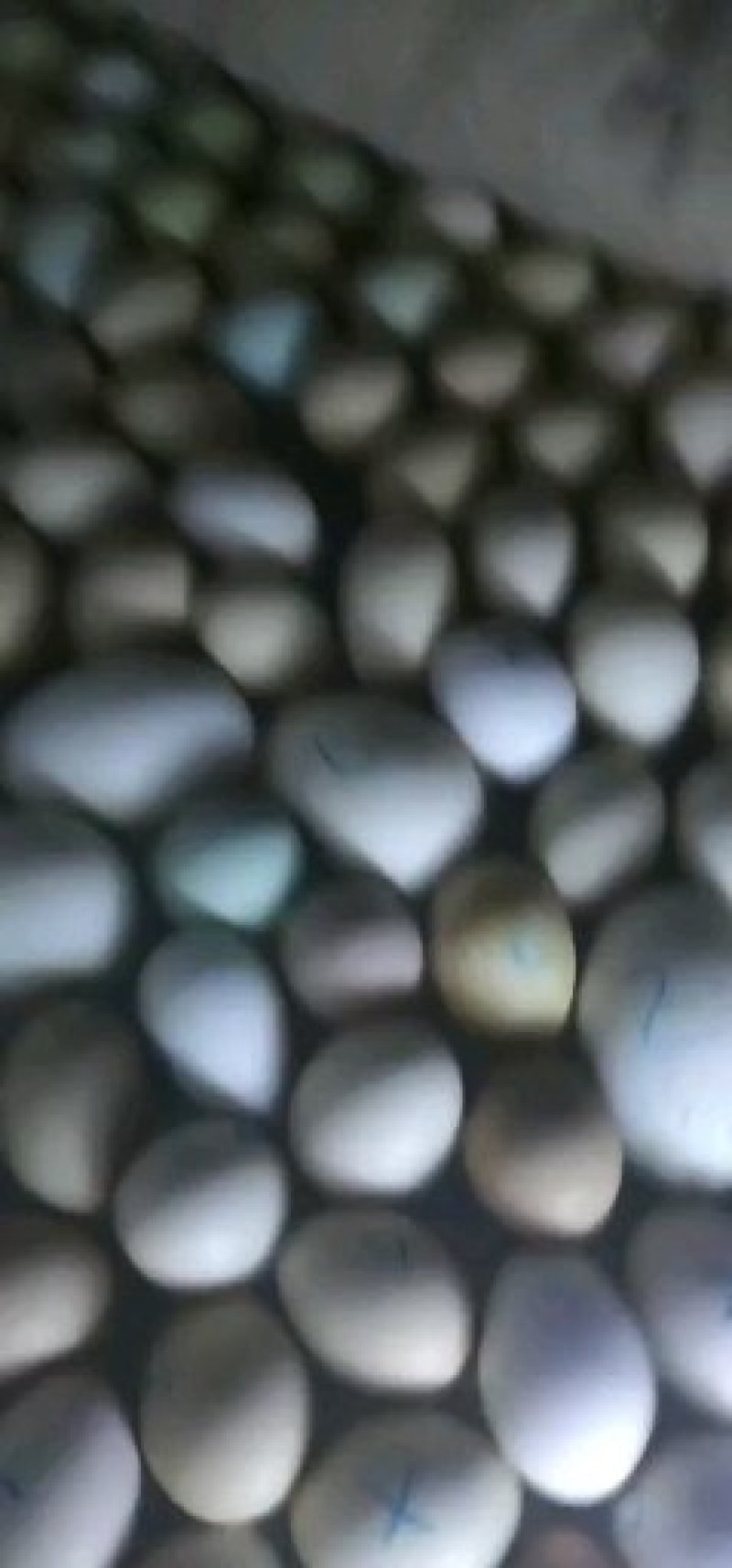 小鸡脱温苗做了防疫的鸡苗500克以下