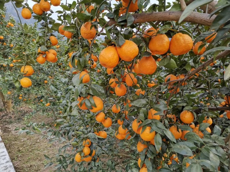 黄果柑