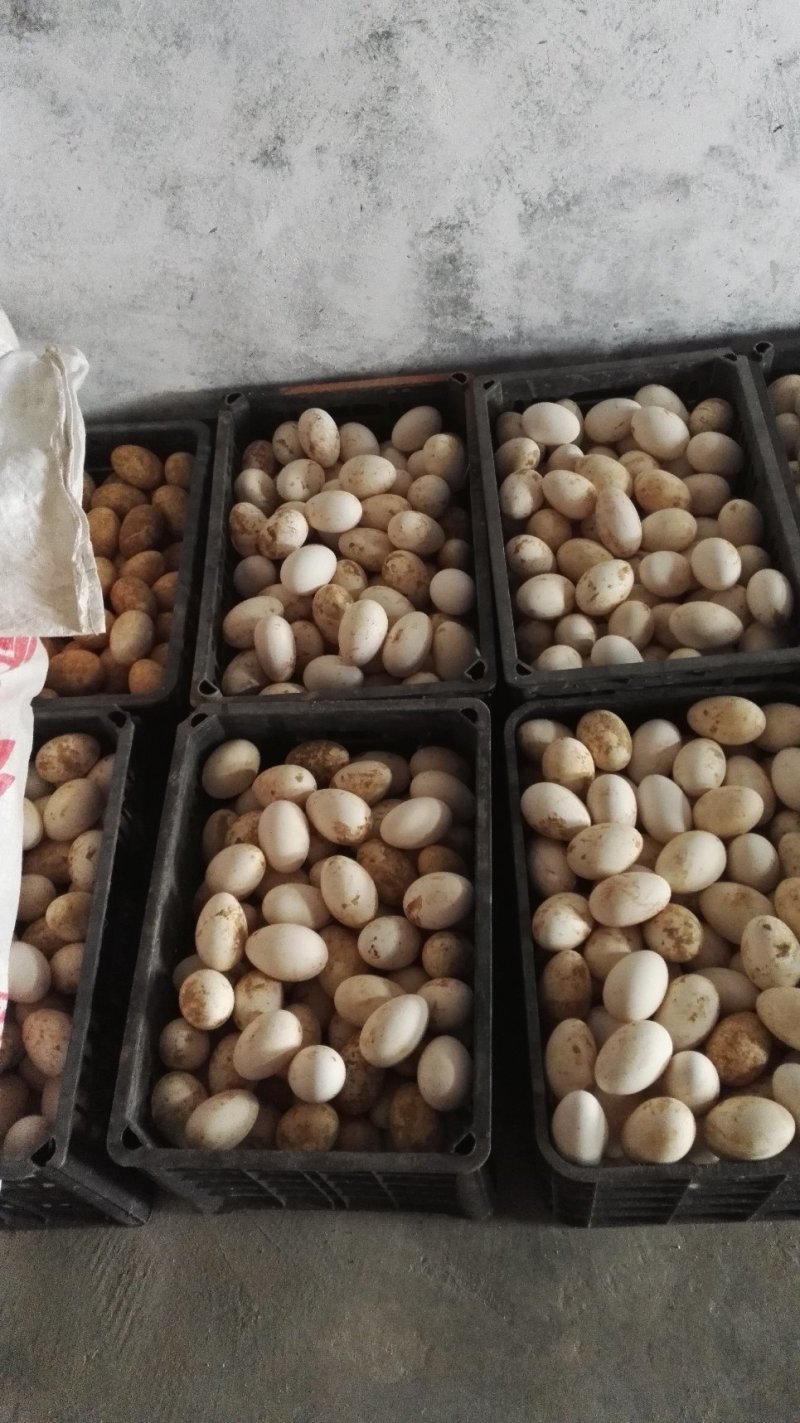 生态养殖基地