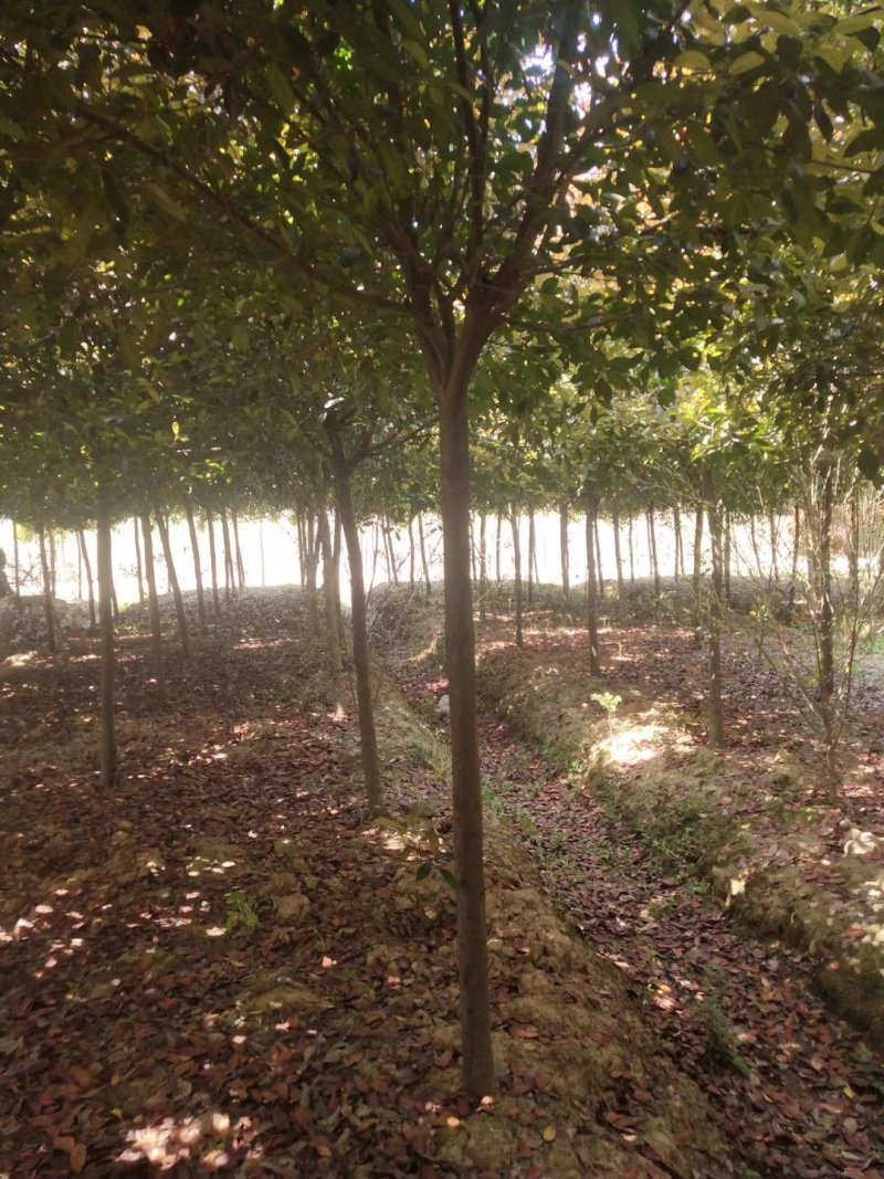 红叶石楠14公分价格15公分16公分价格