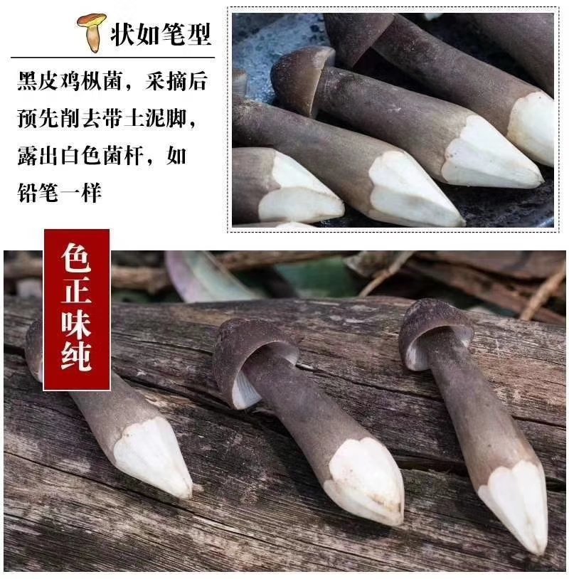 黑皮鸡枞菌（江苏山东河南福建湖南广东贵州基地，全国发货）