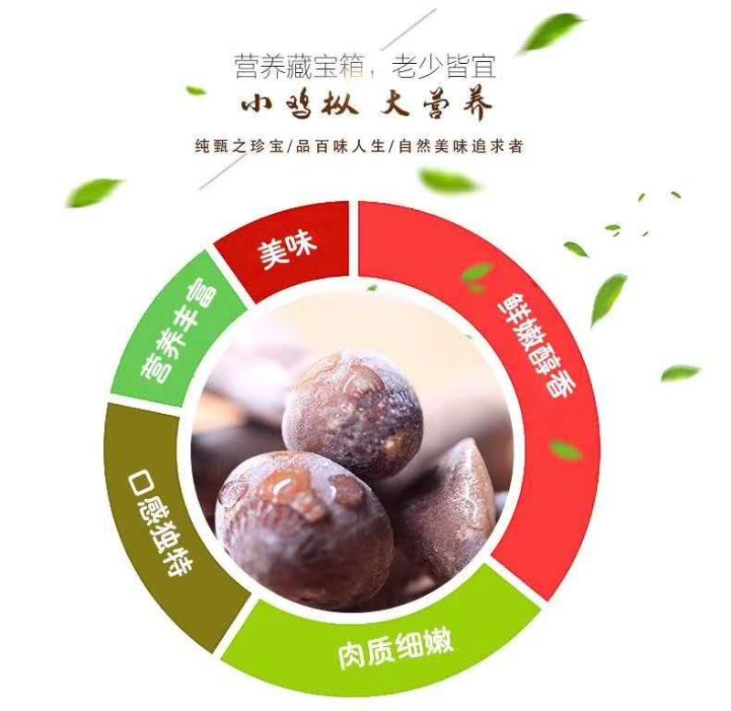 黑皮鸡枞菌（江苏山东河南福建湖南广东贵州基地，全国发货）