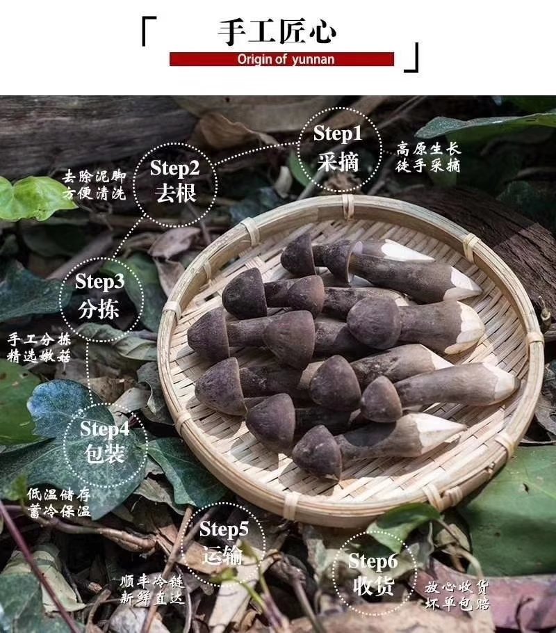 黑皮鸡枞菌（江苏山东河南福建湖南广东贵州基地，全国发货）