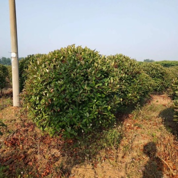红叶石楠球2米冠3米冠价格石楠球价格,红叶石楠