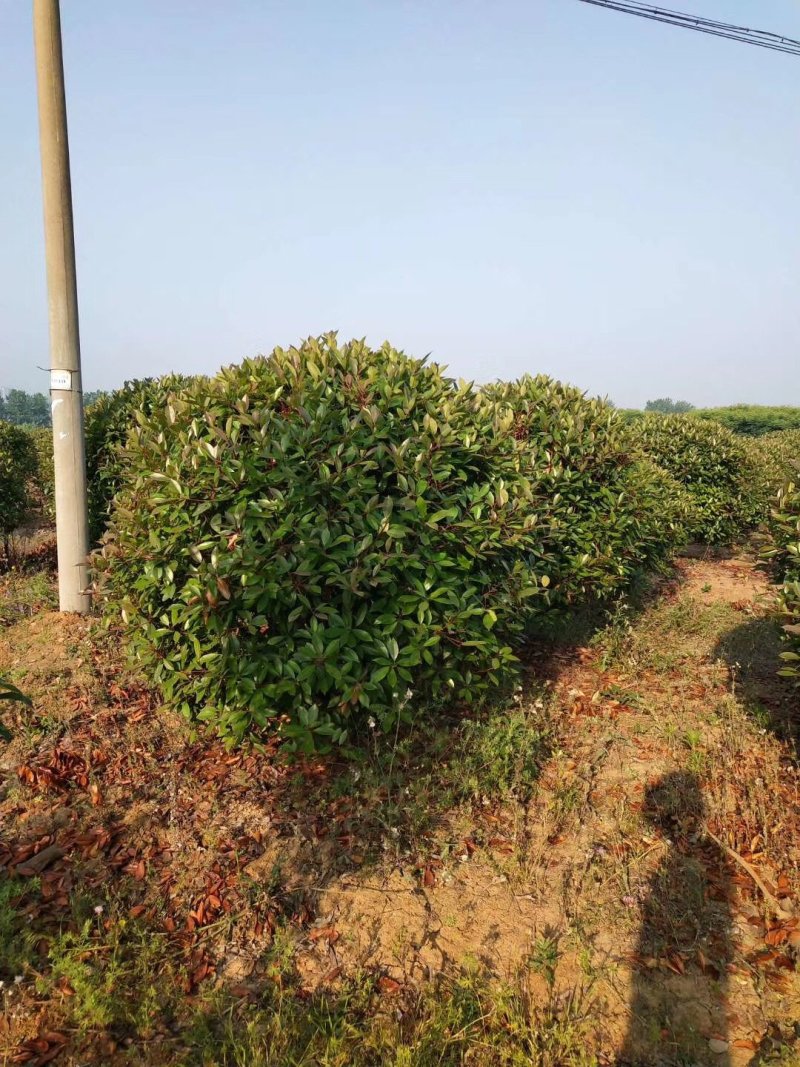 红叶石楠球2米冠3米冠价格石楠球价格，红叶石楠