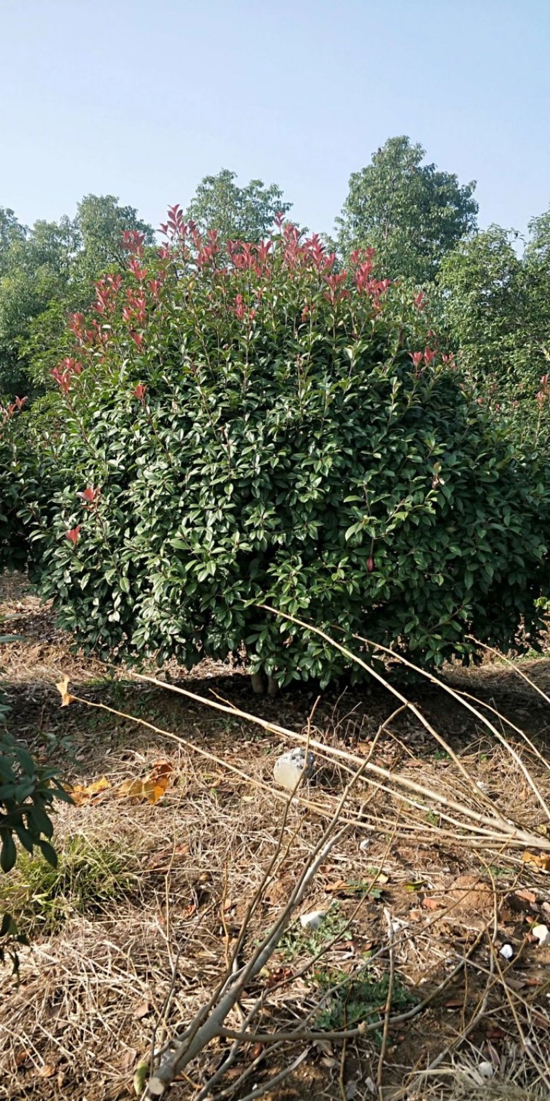 红叶石楠球2米冠3米冠价格石楠球价格，红叶石楠