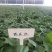 河南省农科院脱毒红薯苗，西瓜红薯苗龙薯九号红薯苗