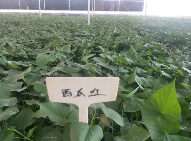 河南省农科院脱毒红薯苗，西瓜红薯苗龙薯九号红薯苗