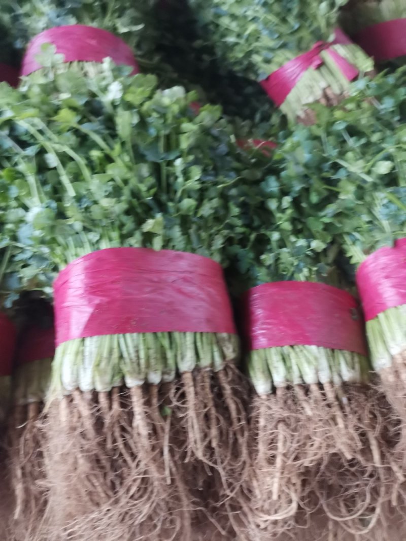优质香菜山东香菜精品大叶香菜产地直供一手货源