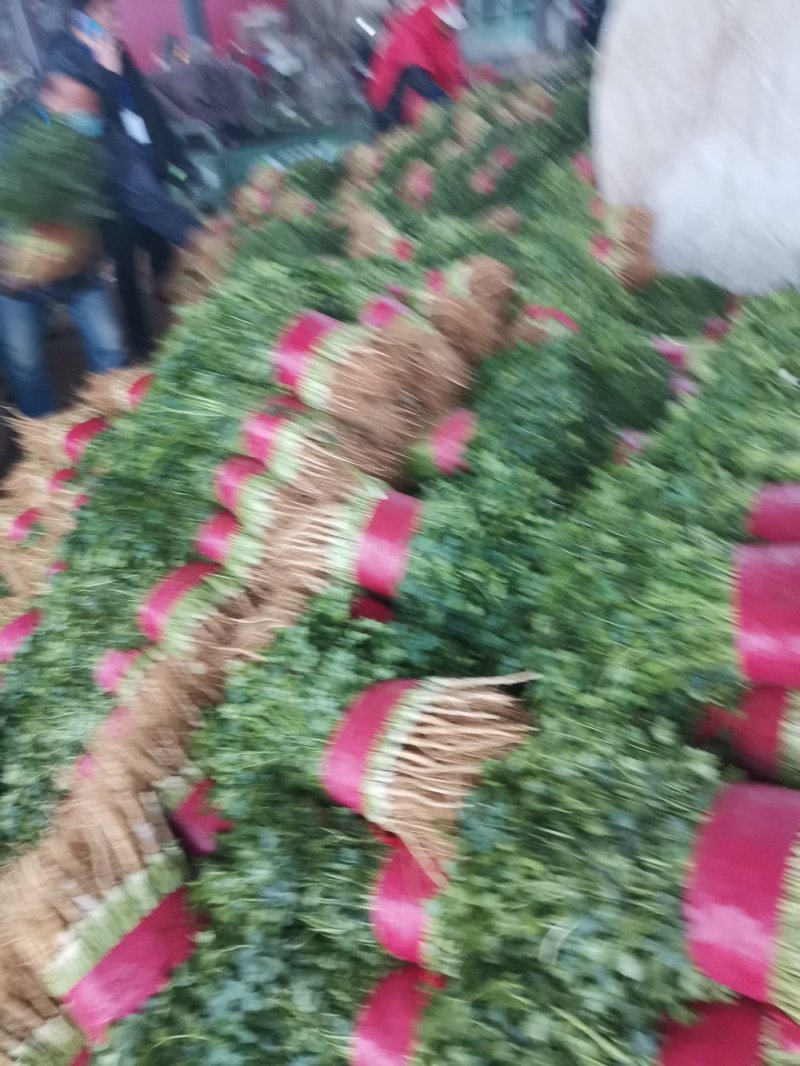 优质香菜山东香菜精品大叶香菜产地直供一手货源