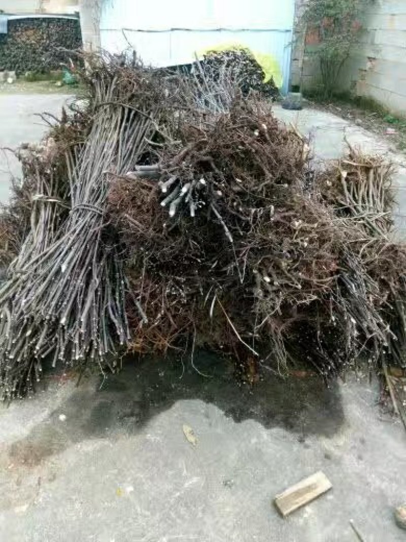 吴茱萸