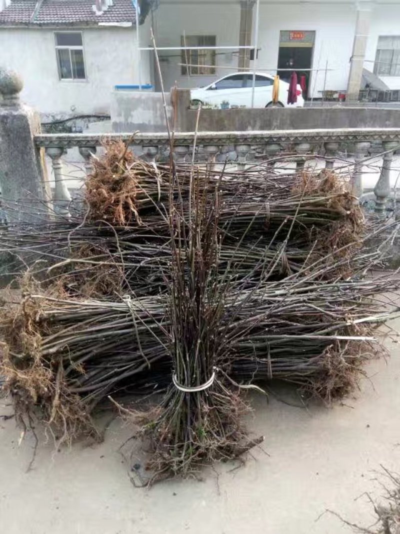 吴茱萸