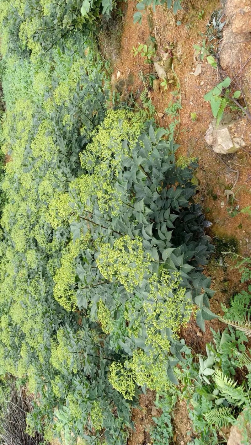 吴茱萸
