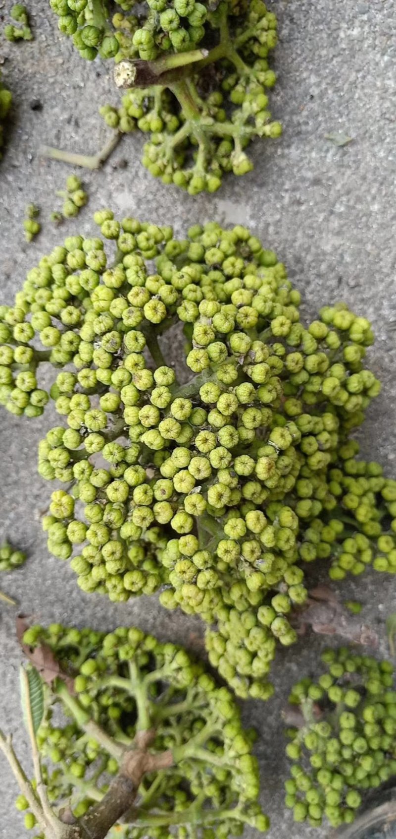 吴茱萸