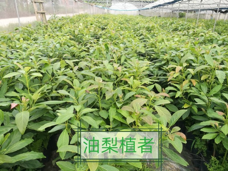 牛油果苗