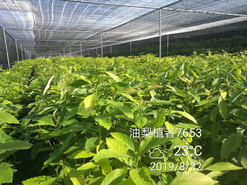 牛油果苗