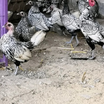 波兰鸡波兰鸡种蛋波兰鸡小苗波兰鸡种蛋波兰鸡种苗