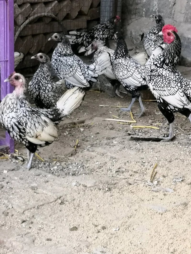 波兰鸡波兰鸡种蛋波兰鸡小苗波兰鸡种蛋波兰鸡种苗