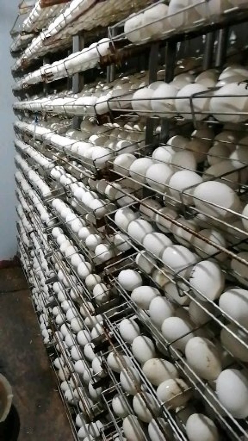 四季鹅苗包邮包活包打疫苗土肥鹅苗泰州鹅苗扬州鹅苗