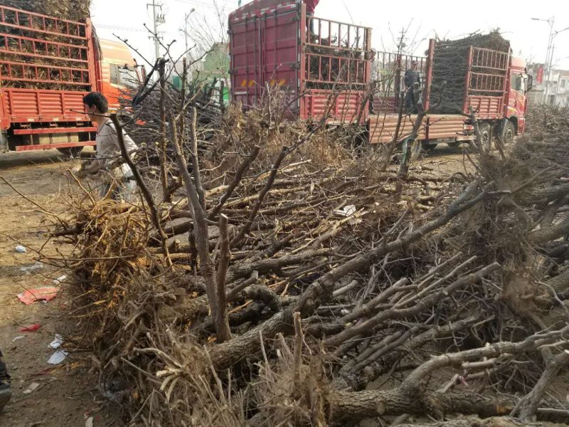 小枣树苗小枣苗基地直供成活率高