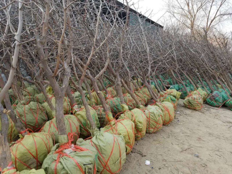 小枣树苗小枣苗基地直供成活率高