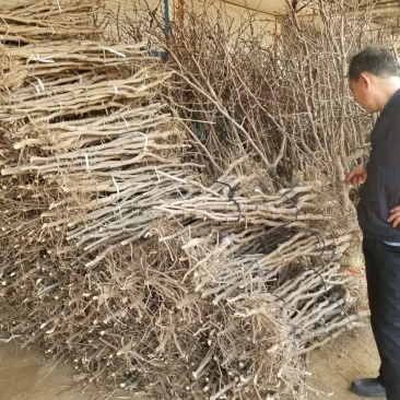 小枣树苗小枣苗基地直供成活率高