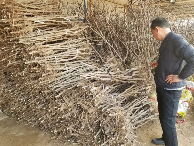 小枣树苗小枣苗基地直供成活率高