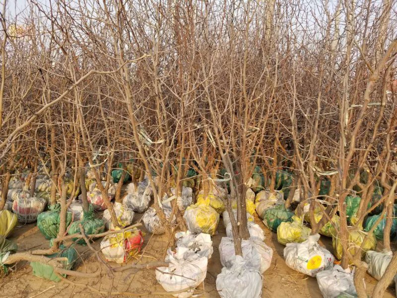 小枣树苗小枣苗基地直供成活率高